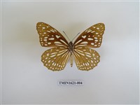 藏品(淡紋青斑蝶)的圖片